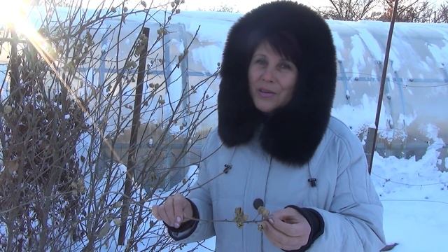 Заготовка семян гибискуса сирийского (древовидного). смотреть онлайн