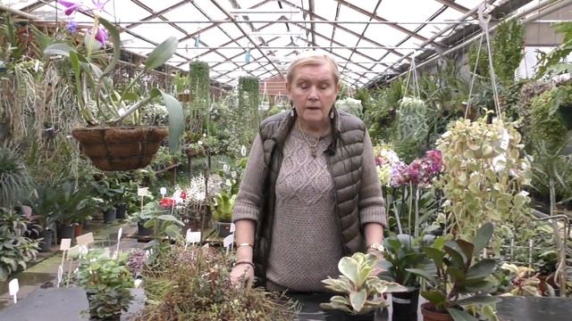 Пеперомия - описание, виды, уход в домашних условиях.