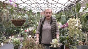 Пеперомия - описание, виды, уход в домашних условиях.