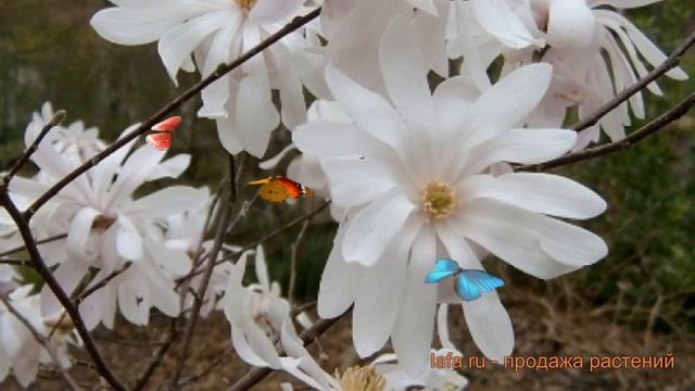 Магнолия звездчатая Ватерлили (magnolia Stellata) ? обзор: как сажать, саженцы магнолии Ватерлили