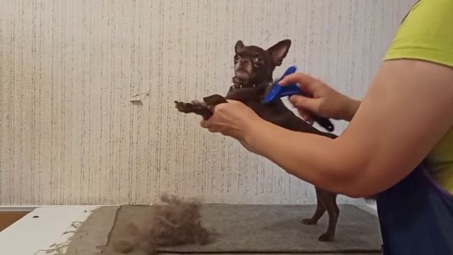 Фурминатор и чихуахуа. Избавляемся от подшерстка в линьке./ Экспресс-линька. смотреть онлайн