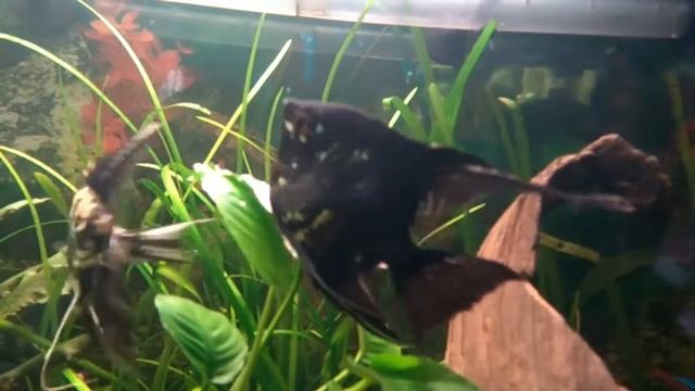 Нерест скалярий в общем аквариуме день первый смотреть онлайн