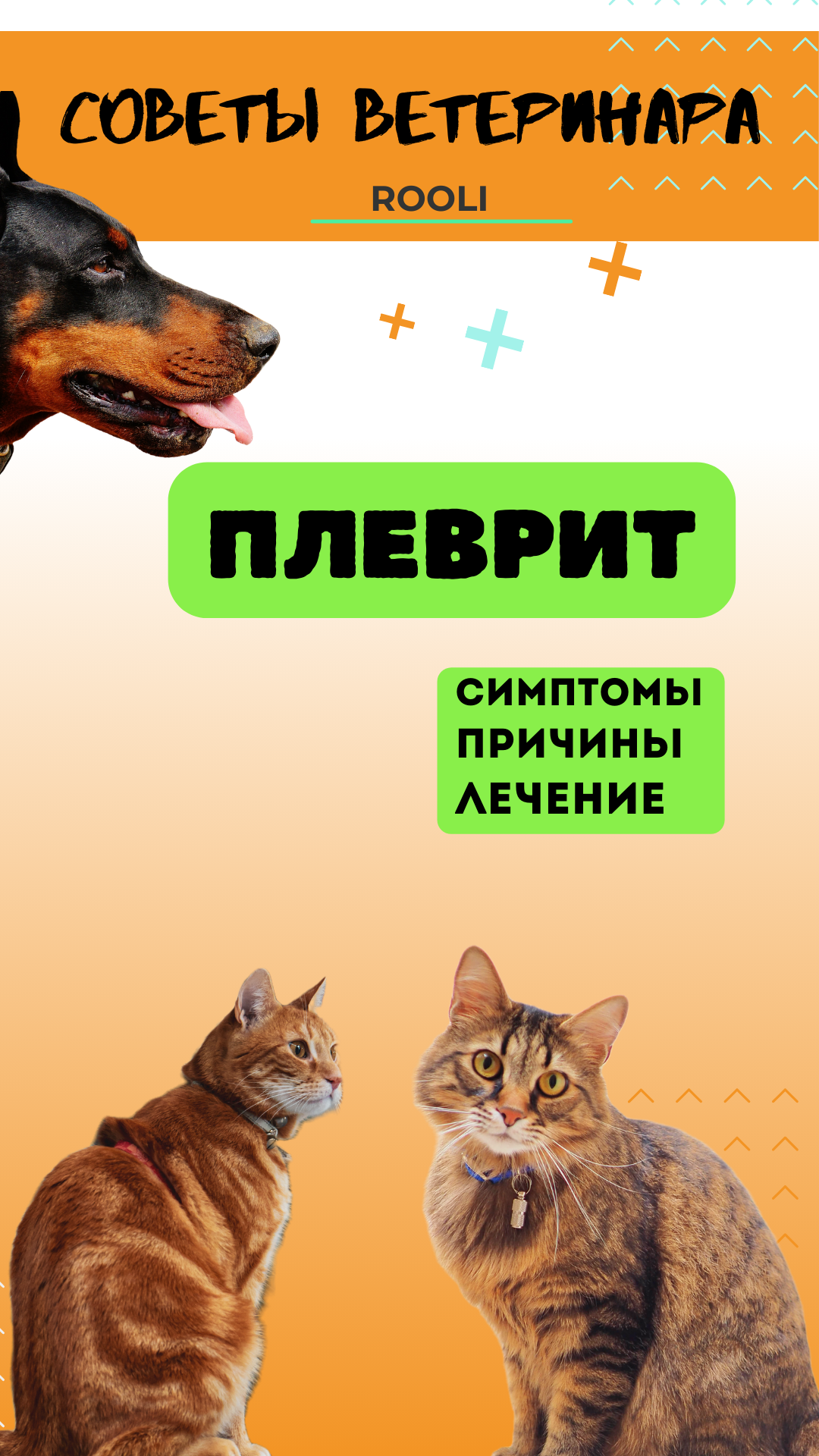 Плеврит у домашний питомцев. смотреть онлайн
