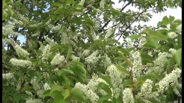 Под окном черёмуха.... смотреть онлайн