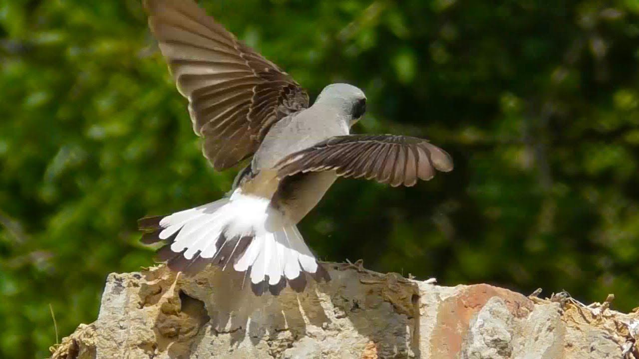 Токование самца Каменки обыкновенной (Oenanthe oenanthe) Northern wheatear смотреть онлайн
