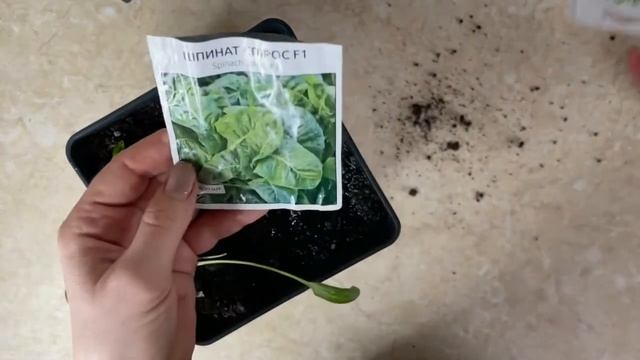 Выращивание шпината: шпинат без фитолампы. Шпинат 2022 смотреть онлайн