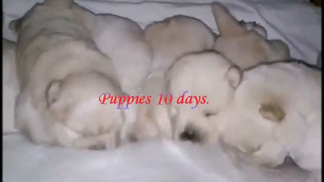 Щенки Чау чау Из Дома Корнати смотреть онлайн