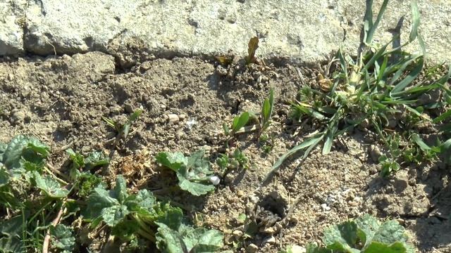 Крым. УЖАС!!! Ядовитые тарантулы расплодились у меня дома!!! смотреть онлайн