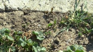 Крым. УЖАС!!! Ядовитые тарантулы расплодились у меня дома!!!