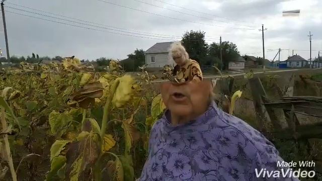 Как убирают подсолнух в деревне. смотреть онлайн