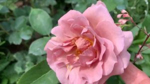 Роза Мокароза и Лавандер Пинокио