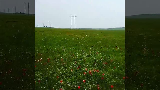#Калмыкия#Элиста#Тюльпаны#фестивальтюльпанов#степь# смотреть онлайн