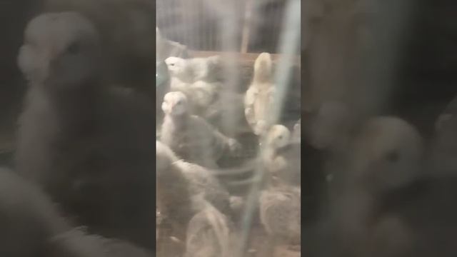 Голубой доминант и Мастер Грей ??? две недели смотреть онлайн