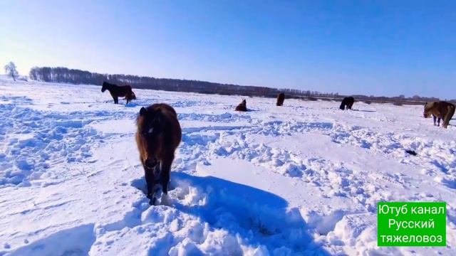 Обзор жерёбых кобыл, Жеребцов и жеребят.|Март самый сложный месяц . смотреть онлайн