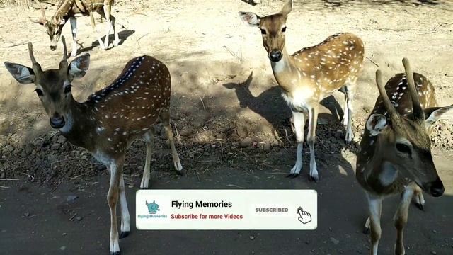 Gir Forest Road Trip | ગીર