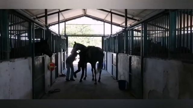 6 MONTHS EQUINE WORKOUT BEFORE AND AFTER ДО И ПОСЛЕ ТРЕНИРОВКИ ЛОШАДЕЙ ЗА 6 МЕСЯЦЕВ В 5ТИ МИНУТАХ смотреть онлайн