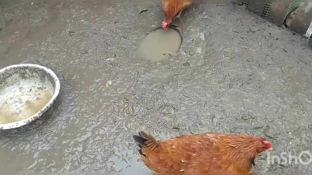 Гуси начали нестись! смотреть онлайн