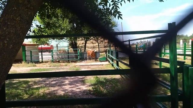 Аскания Нова зоопарк с семьёй смотреть онлайн