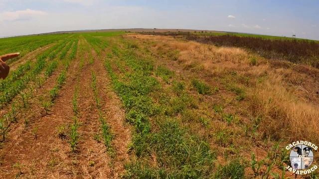 TOMA QUE O CHUMBO É SEU - CAÇADA DE JAVALI - CAÇADORES DE JAVAPORCO смотреть онлайн