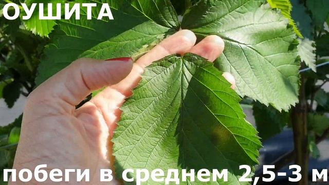 Определяем сорта ежевики по листьям и цветам...видео для тех, кто сомневается в своих сортах смотреть онлайн