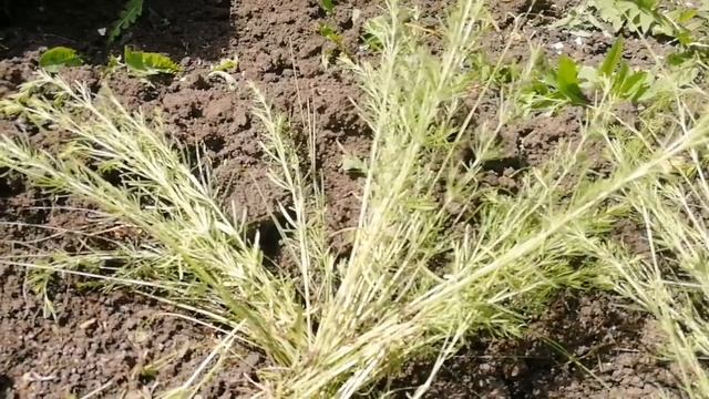 Жизнь в деревне Клумба из пластиковых бутылок мой отзыв смотреть онлайн