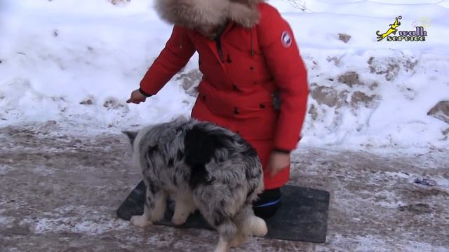 Щенок бордер, тема 1, Развитие стремления к корму и простейшая рулёжка-наведение смотреть онлайн