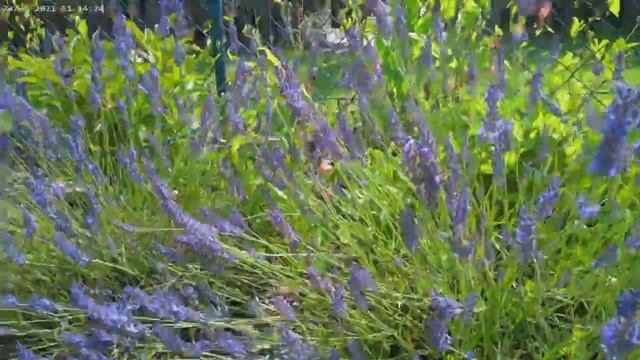 Лаванда на даче. Musik Blue Danube by Strauss - Strauss смотреть онлайн