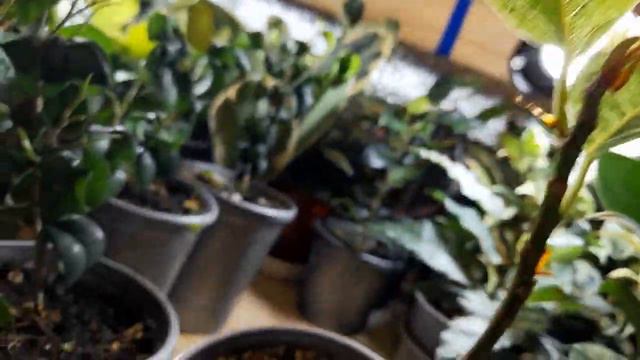 Обзор фикусят на продажу. смотреть онлайн