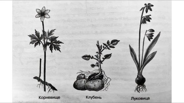 Биология 6 класс ( Пасечник) аудио Параграф 45 Видоизменение побегов смотреть онлайн
