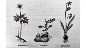 Биология 6 класс ( Пасечник) аудио Параграф 45 Видоизменение побегов