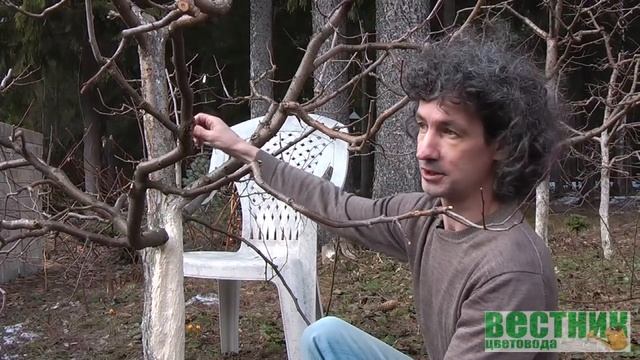 Побелка деревьев весной и осенью смотреть онлайн