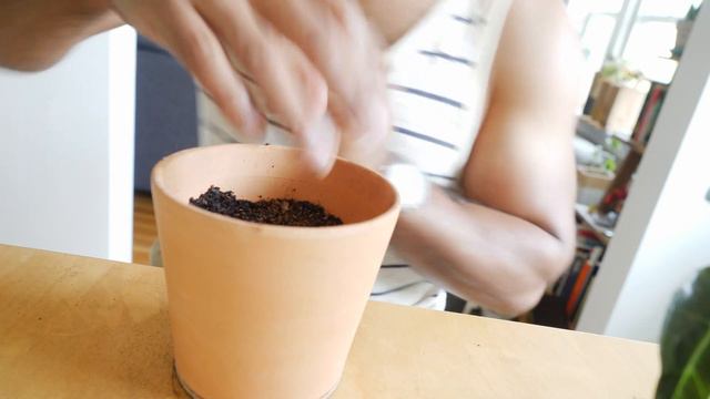 POTTING MY FIRST ALOCASIA смотреть онлайн