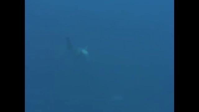Spearfishing World Record - Blue Marlin 220 KG (500 LB) смотреть онлайн
