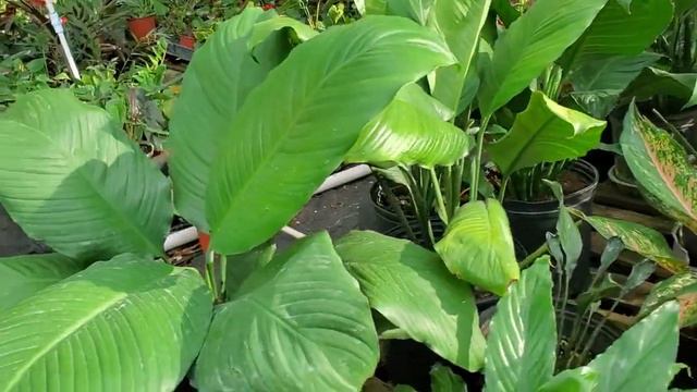 Look what I found at this new Jamaican plant nursery смотреть онлайн