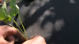 Посадка клубники в под нетканый материал