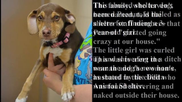 Abused Shelter Dog Rescues Three-Year-Old Girl Shivering In A Ditch