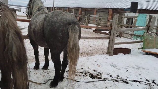 Жеребец и Альфа вторая попытка смотреть онлайн