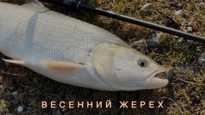 Весенний жерех. Рыбалка на реке Кубань