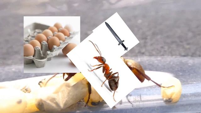 ДВА ВИДА МУРАХ В МУРАШНИКУ! #муравьинаяферма #lasiusniger смотреть онлайн