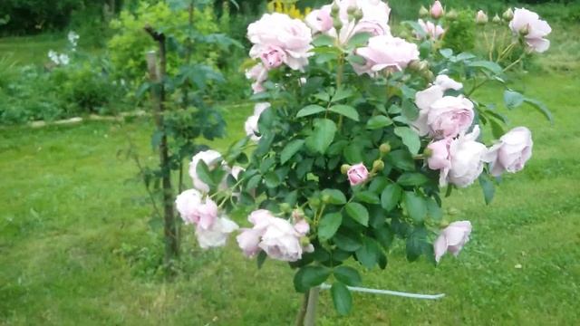 Розы.Моя новинка-штамб Наутика Nautica смотреть онлайн