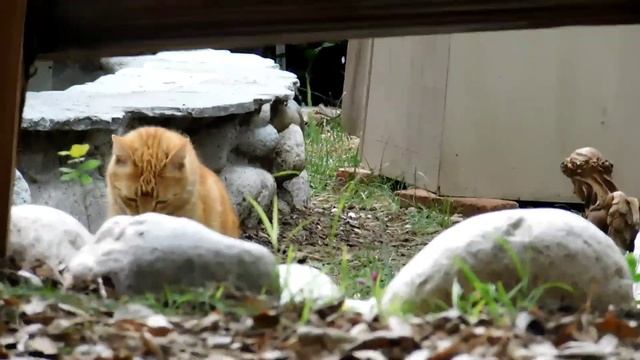 Nikon CoolPix B500 Video test + pictures смотреть онлайн