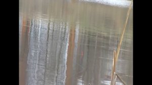 ЛОВЛЯ КРУПНОЙ УКЛЕЙКИ ВЕСНОЙ НА МАХОВУЮ УДОЧКУ