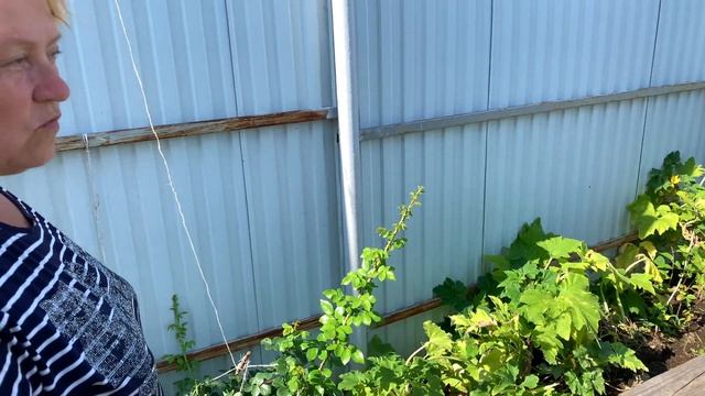 МАМИН ОГОРОД СЕНТЯБРЬ ОБЗОР САДА КАРТОШКА , СВЕКЛА, ТЕПЛИЦА,ОВОЩИ,ДЕРЕВЬЯ КАТАЛЬПА смотреть онлайн