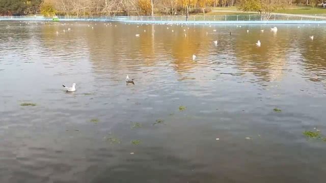 Чайки в парке. Крик чаек. Видео для хорошего настроения смотреть онлайн