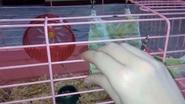 Что должно быть в клетки у шиншилл смотреть онлайн