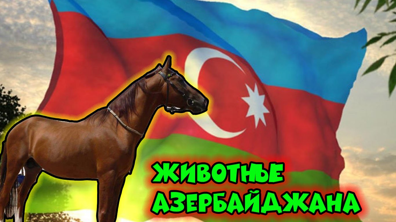 Животные Азербайджана смотреть онлайн