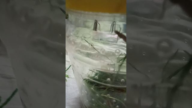 Video.Guru_20240824_144035403.mp4 смотреть онлайн