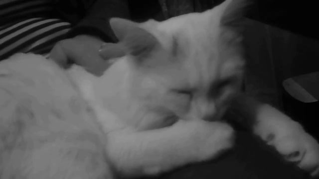 кошка Аляска сосёт лапу,Alaska sucks cat paw смотреть онлайн