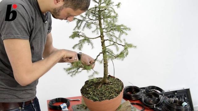 PICEA ABIES STEP BY STEP