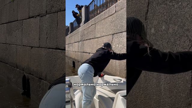 Нерпа в городе